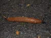 Arion rufus