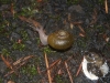 unknown gastropod