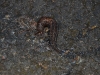 Limax maximus (?)