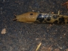 Ariolimax columbianus, Pierce Co., WA