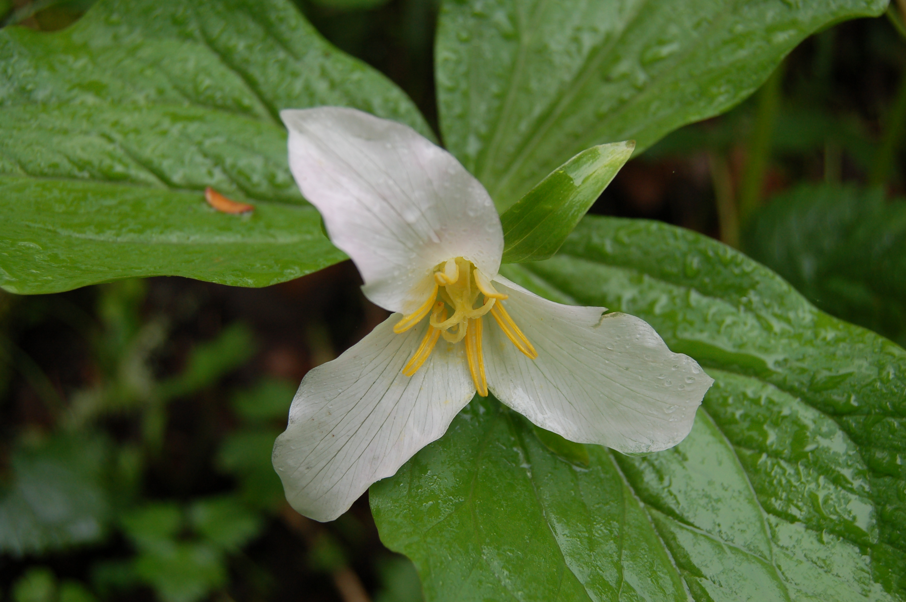 Trillium in the rain