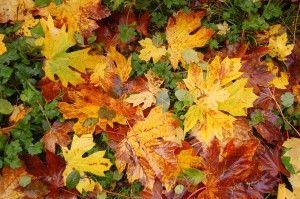 Big Leaf Maple leaves