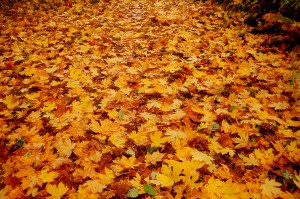 Carpet of Gold