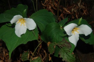 Trillium ovatum, white before turning purple. Trillium ovatum, white before turning purple.