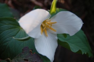 Trillium ovatum (Western Trillium) Trillium's are blooming all through the woodlands.