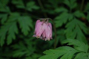 Pacific Bleeding Heart (Dicentra formosa) Another plant which, like the Trillium, has oil appendages on the seed and is dispersed by ants.