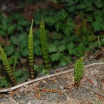Vetative form of Horsetails coming up through the asphalt of the road.