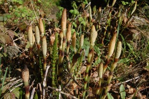 Equisetum strobili which produce the spores of  Horsetail