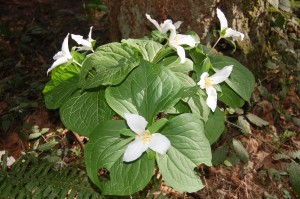 A clump of Trillium showing their white color before turning. B. A clump of Trillium showing their white color before turning.
