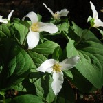 Trilliums are blooming all through the woods.