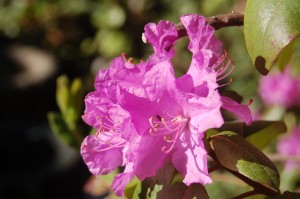 I didn't notice the tiny insect when I took the photograph this morning.