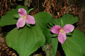 Trillium ovatum, once white, now a beautiful purple color Trillium ovatum, once white, now a beautiful purple color
