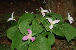 D. Trillium ovatum turning purple D. Trillium ovatum turning purple