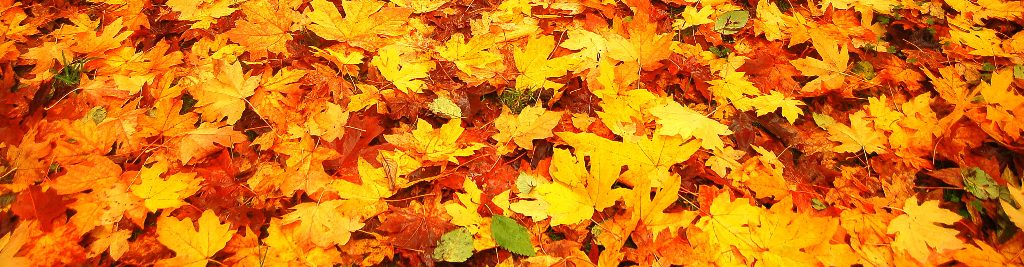 texafied--musings on the human heart