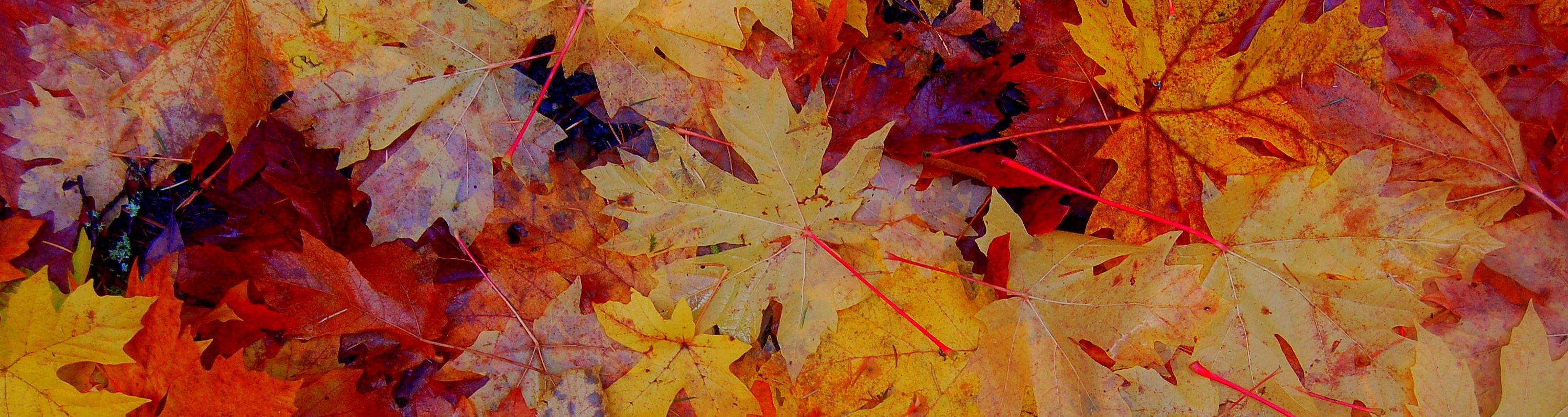 texafied--musings on the human heart