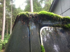 It seemed to have an affinity for moss...and bird nests.